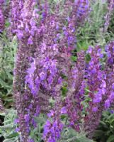 Salvia superba Merleau