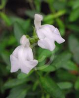 Salvia greggii Alba