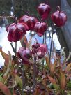 Sarracenia