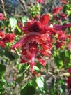 Salvia splendens Van-Houttei