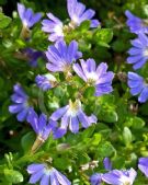 Scaevola Mauve Clusters