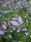 Scaevola Mauve Clusters