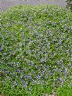 Scaevola Mauve Clusters