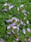 Scaevola albida Mauve Carpet