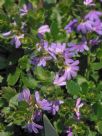 Scaevola albida Mauve Carpet