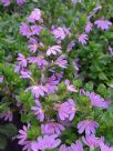 Scaevola albida Mauve Carpet