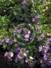 Scaevola albida Mauve Carpet