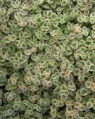 Sedum Little Missy