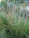 Sesleria autumnalis