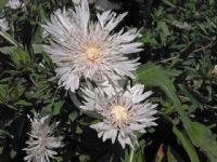 Stokesia laevis Alba