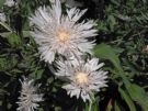 Stokesia laevis Alba