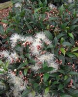 Syzygium paniculatum Beach Ball