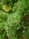 Thuja occidentalis Holmstrup