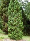 Thuja occidentalis Holmstrup