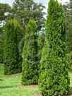 Thuja occidentalis Holmstrup