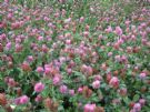 Trifolium pratense Betty