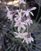 Tulbaghia cominsii