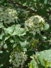 Viburnum lantana