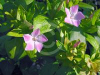 Vinca difformis Jenny Pym