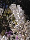 Wisteria floribunda Alba