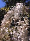 Wisteria floribunda Alba