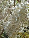 Wisteria floribunda Alba