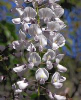 Wisteria White Blue Eyes