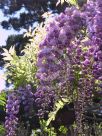 Wisteria floribunda Violacea Plena