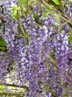 Wisteria floribunda Violacea Plena