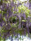 Wisteria floribunda Violacea Plena