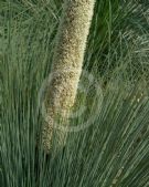 Xanthorrhoea australis