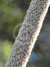 Xanthorrhoea australis