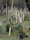 Xanthorrhoea australis