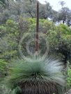 Xanthorrhoea australis