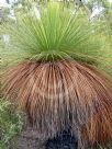 Xanthorrhoea australis