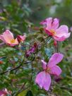 Rosa odorata Mutabilis