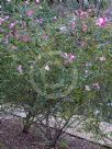 Rosa odorata Mutabilis