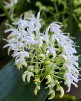 Dendrobium speciosum hillii