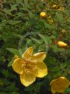 Hypericum Hidcote