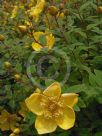 Hypericum Hidcote