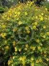 Hypericum Hidcote