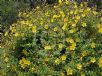 Hypericum Hidcote