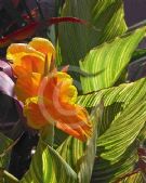 Canna generalis Pretoria