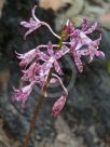 Dipodium punctatum