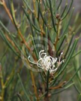 Hakea microcarpa