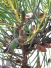 Hakea microcarpa