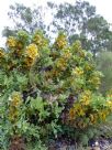 Hakea victoria