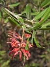 Grevillea irrasa didymochiton