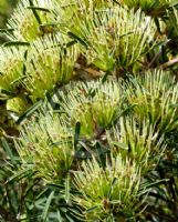 Hakea corymbosa