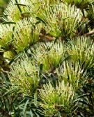 Hakea corymbosa